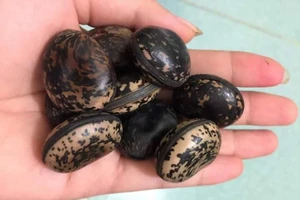 Thực hư đậu 'thần kỳ' 70.000 đồng/hạt chữa bá bệnh 