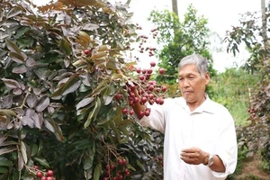 Người Thái Lan săn lùng nhãn tím 'lạ' ở miền Tây