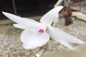 Giò phong lan lạ siêu đắt giá 1,1 tỉ đồng gây xôn xao