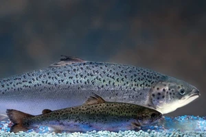 Được phép bán cá hồi biến đổi gen đầu tiên trên thế giới