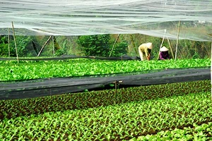 Rau an toàn vẫn gặp khó vì chưa được tin tưởng