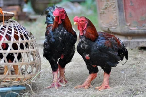 Gà Đông Tảo quý hiếm bỗng lăn ra chết hàng loạt