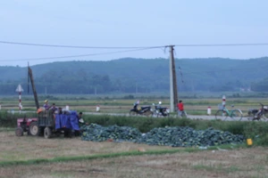 'Bí đao ế ẩm, bò ăn mãi cũng... ngán rồi'