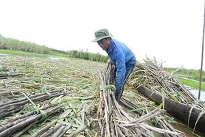 Lượng đường tồn kho cao bất thường 