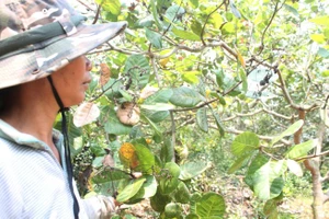 Khẩn cấp 'giải cứu' 100.000 tấn điều kẹt… trên biển