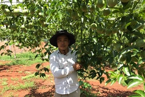 ​Méo mặt vì chanh dây đột ngột rớt giá thê thảm