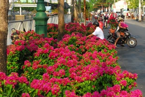 Người trồng hoa giấy Tết khốn đốn vì tin đồn ung thư 