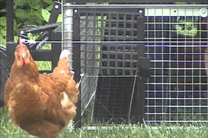 Nhà văn có quyền kiện vụ xây chuồng gà phải xin phép 