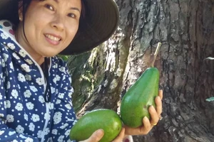 Hy hữu: Kiếm tiền tỉ từ 'cây bơ vàng độc nhất vô nhị'