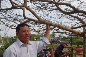 Cây mai vàng 'khủng' hét giá 1,6 tỉ đồng có gì lạ?