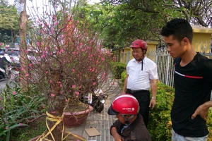 Hoa Tết ba miền thi nhau 'đọ sắc đep' ở TPHCM