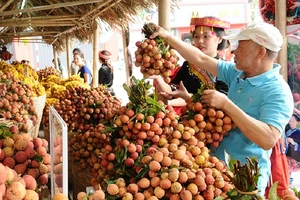 Vải thiều Thanh Hà đã được sản xuất theo tiêu chuẩn VietGap, GlobalGap, tiêu chuẩn xuất khẩu vào thị trường Mỹ- Nguồn: BCT