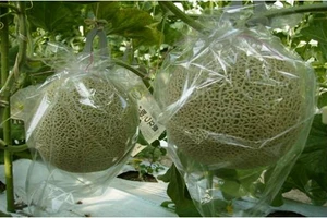 Túi bao trái cây giúp hoa quả giữ màu sắc, hương vị