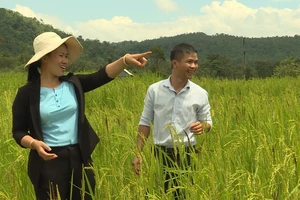 ‘Thổi luồng gió mới’ cho giống lúa quý nổi tiếng 