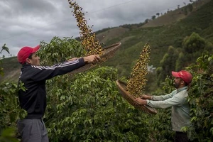Ngành công nghiệp cà phê đối diện với tương lai không mấy tươi sáng khi nhiều giống loài có nguy cơ tuyệt chủng