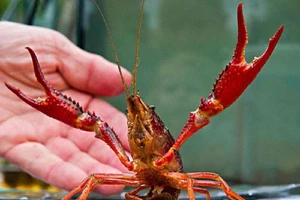 Tôm càng đỏ TQ từng nuôi thử nghiệm ở VN nguy hiểm ra sao