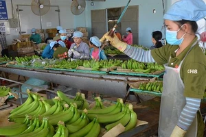 Nông sản Việt Nam đang được xử lý trước khi xuất khẩu sang Mỹ - Ảnh: TL