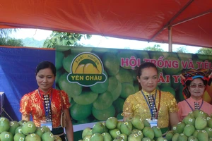 Sơn La xuất khẩu lô xoài đầu tiên sang Mỹ năm 2019