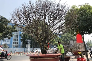 Tết: Mai hơn 2 tỉ, hồng Sapa, chuột tài lộc… tràn về TP.HCM