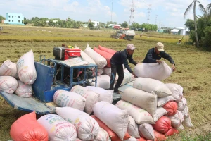 Thủ tướng: Xuất khẩu gạo có kiểm soát