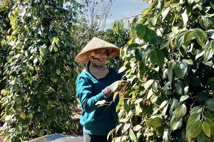 Hồ tiêu bất ngờ tăng giá mạnh, thương lái găm hàng