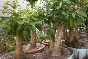 9X nhổ trộm cây cảnh, bán cho người dân chơi tết