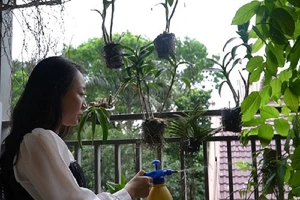 Cây phượng, chiếc xe, người chết và... cô tiếp viên sống sót