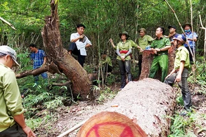 Kháng nghị vụ trưởng ban quản lý rừng phòng hộ La Ngà khai thác gỗ trái phép