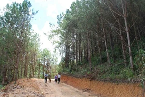 Giám đốc Ban quản lý dự án rừng ở Đắk Lắk bị tạm đình chỉ chức vụ 
