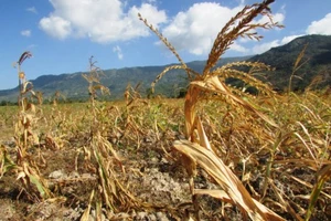 Hàng trăm ngàn hecta lúa, cà phê bị ảnh hưởng vì hạn hán