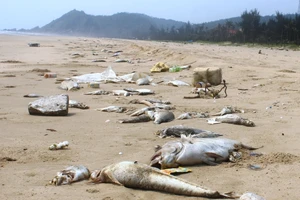 Vụ cá chết ở biển miền Trung và sự lo ngại của Hội Nghề cá 