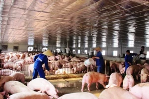 Không có cửa cho thịt heo bẩn vào TP HCM