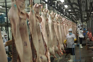 Thua lỗ nặng, người dân chán nuôi heo