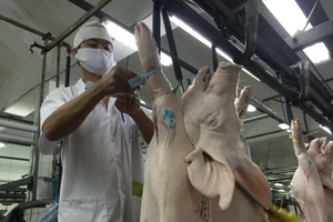 Phế phẩm ngoại rẻ như cho góp phần 'giết' heo Việt?