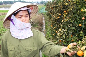 Trắng tay mùa quất Tết do bị kẻ gian phá hoại