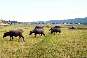 Chuyện phi lý: Trâu, bò ra đồng ăn cỏ, chủ phải đóng phí!
