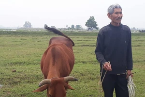 Chủ tịch TP Thanh Hóa lên tiếng vụ trâu bò ăn cỏ phải đóng phí