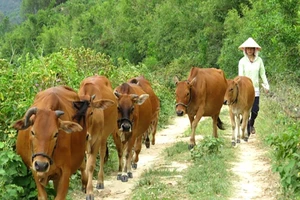Vụ thu phí trâu bò ở Thanh Hóa: Hoàn trả tiền cho dân