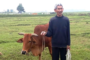 Vụ trâu bò ăn cỏ, chủ phải trả phí: Phê bình chủ tịch xã