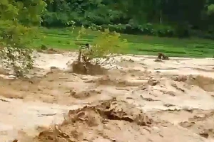 Người đàn ông 8 giờ đu gốc cây giữa dòng lũ dữ