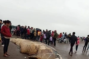 Xác cá voi hơn 10 tấn trôi dạt vào bờ biển Ninh Bình