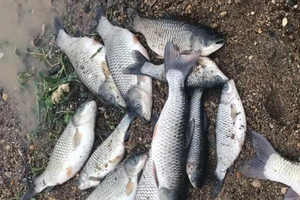 Công an vào cuộc vụ cá chết bất thường trên sông Chu