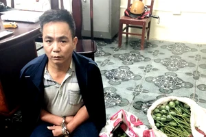 Bị bắt khi lùng mua 50 kg quả thuốc phiện 