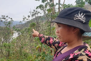 Tan ‘giấc mơ’ cây xoan thoát nghèo Mường Lát