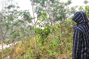 Tan giấc mơ xoan Mường Lát: 'Gieo hạt' mới để thoát nghèo