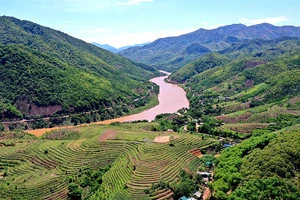 Tan giấc mơ cây xoan Mường Lát: Phó Chủ tịch Thanh Hóa nói gì?