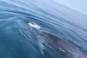 Có thể cá voi mải săn mồi nên bơi đến gần bè ngư dân ở Thanh Hóa