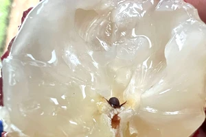 Vải thiều không hạt Thanh Hóa 'bay' sang Anh, Nhật 