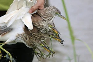 Cận cảnh "nước mắt" chim trời hoang dã sa bẫy ở Thanh Hóa