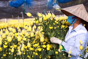 Nông dân ở làng hoa lớn nhất Thanh Hóa chạy đua với Tết Nguyên đán
